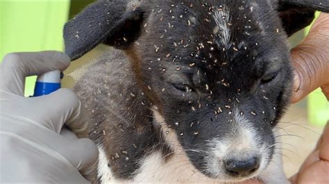 dogs with mango worms|mango worms removed from dogs.